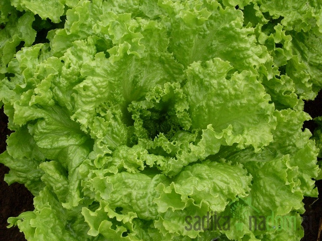 Sjeme Salata Gentilina- GRAND RAPIDS