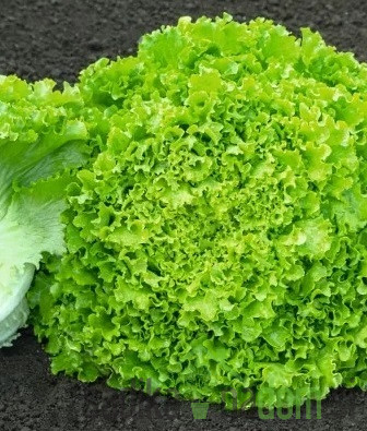 Ljetna salata Guidizel
