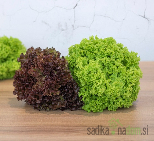 Sjeme Salata Lollo Bionda in Lollo Rossa