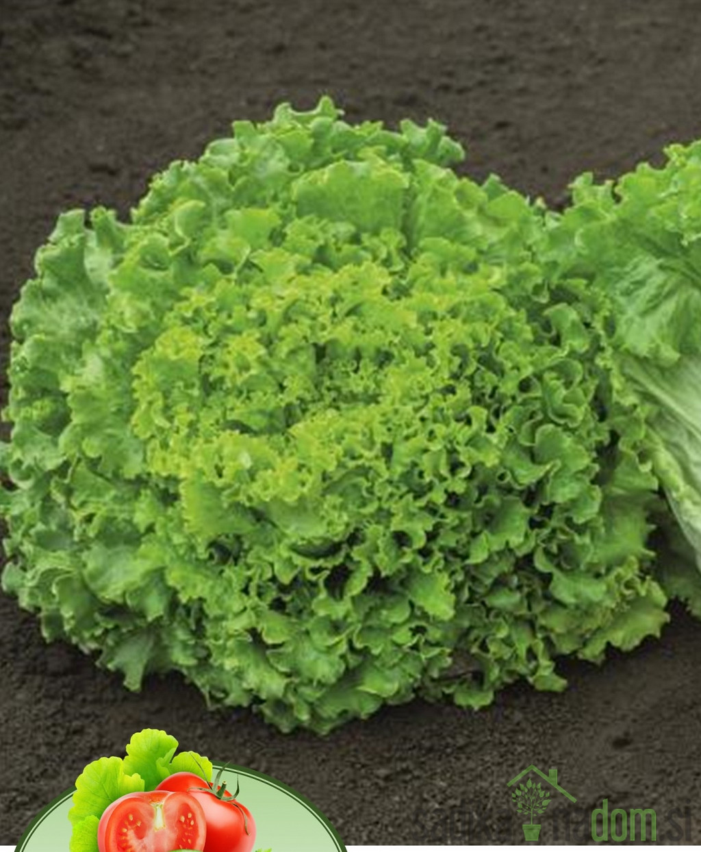 Salata gentilna Sementel - ZIMSKA