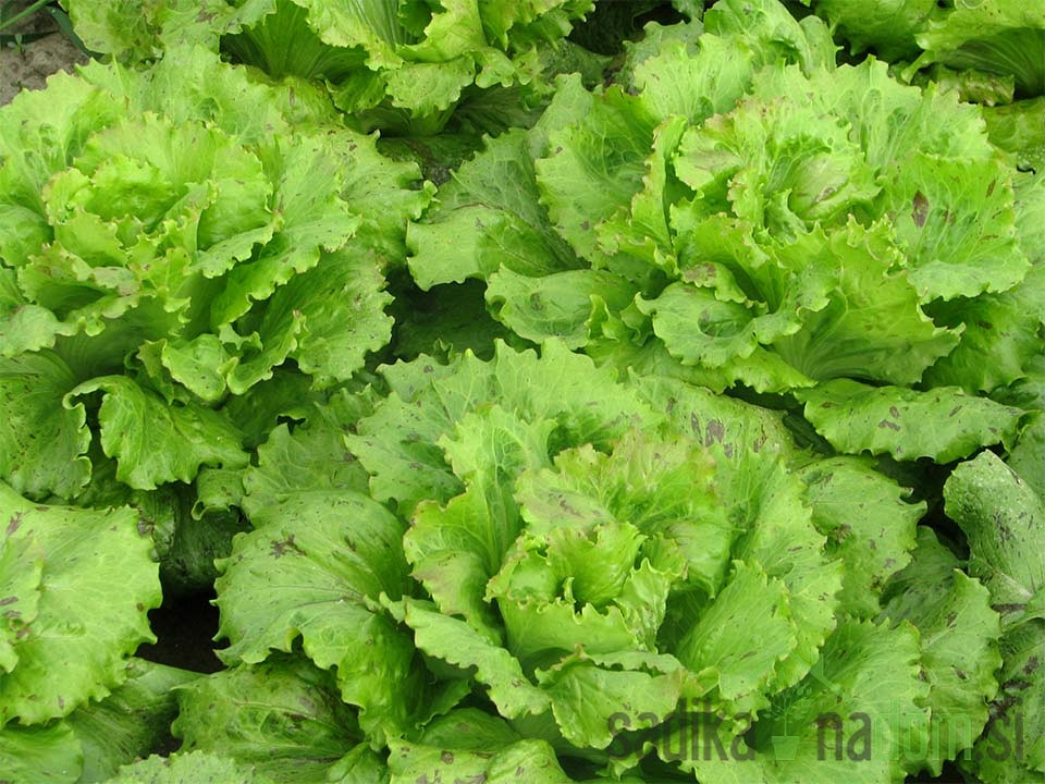Sjeme Salata Vegorka