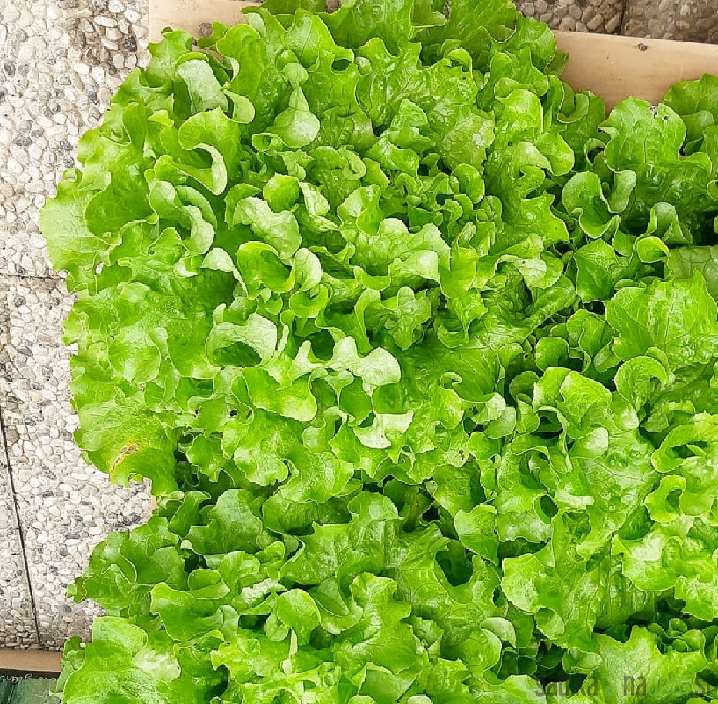 Salata zimska Guenola