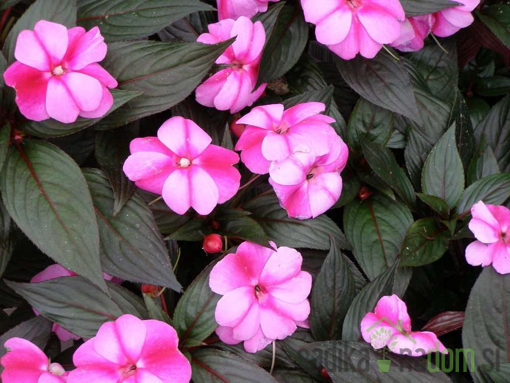 Sunčana vodenika (Impatiens New Guinea)