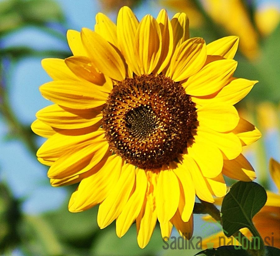 Sjeme Suncokret niski - mješavina