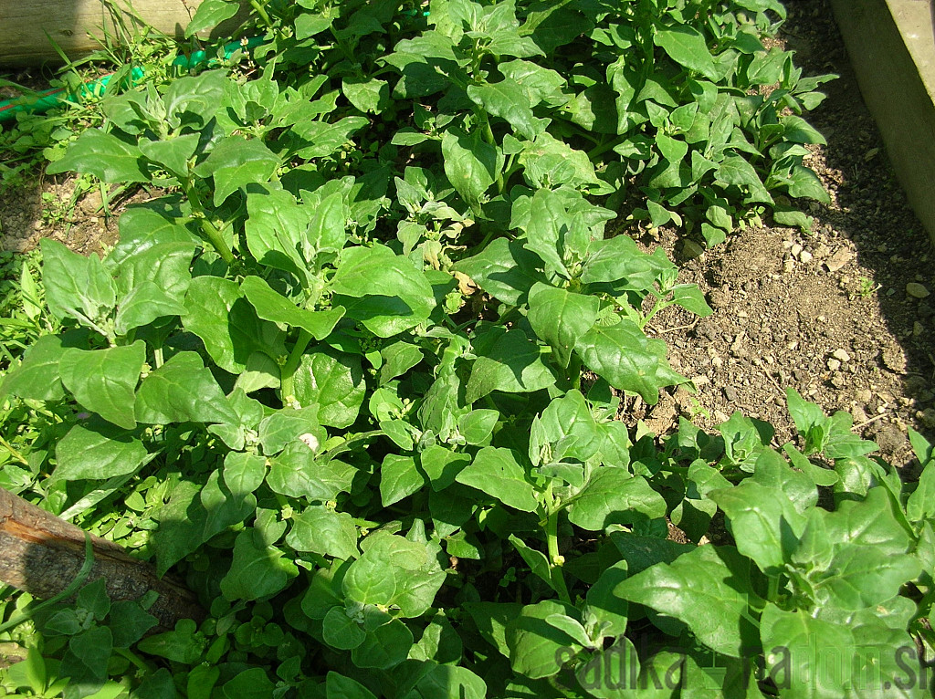 Sjeme Špinat Novozelandski puzeći