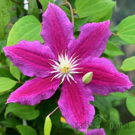 Pavitina Hania (Clematis)