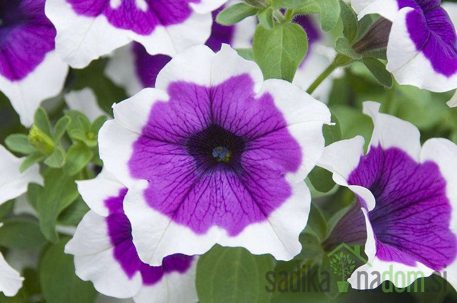 Surfinija (Petunia sp.)