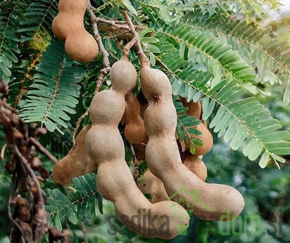 Tamarinda/ Indijska datulja (tamarindos indica)