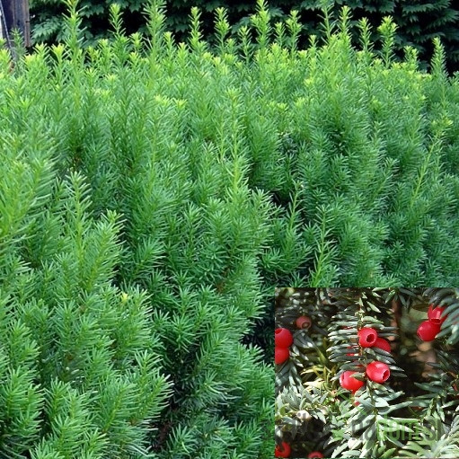 Tisa Hicksii (Taxus media)