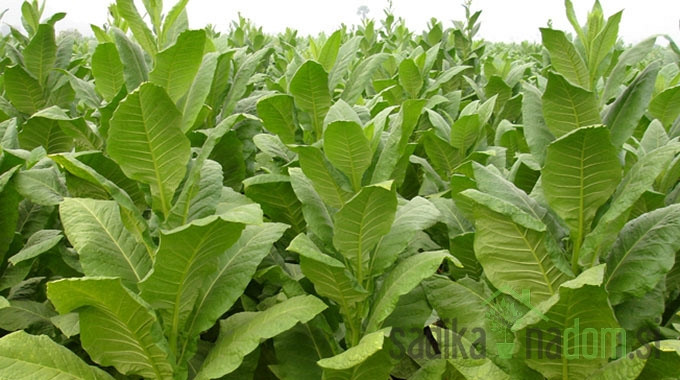 Duhan Virginia (Nicotiana tobacum)