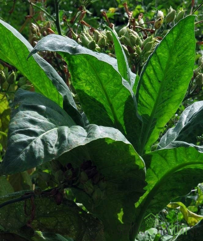 Duhan Virginia Gold (Nicotiana tobacum)