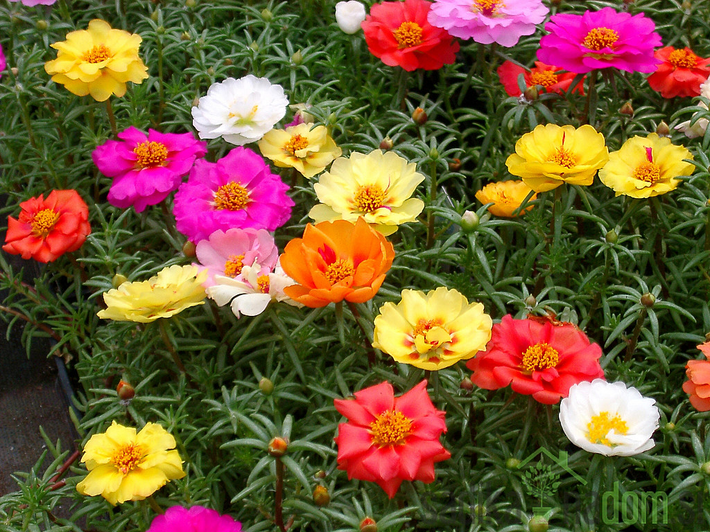 Sjeme Prkos punjeni / Portulaca grandiflora - mješavina