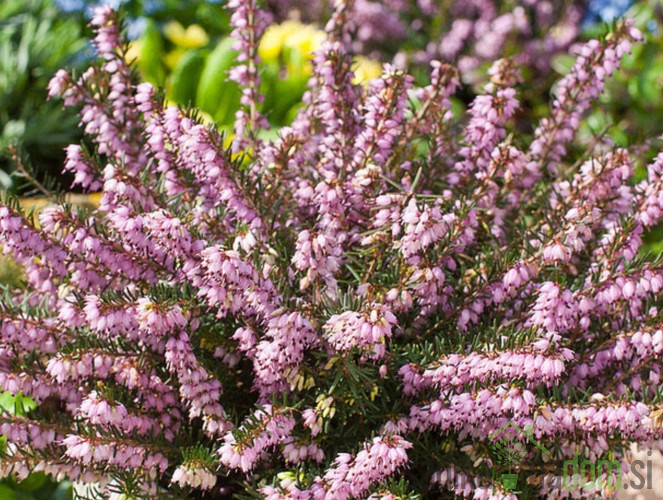 Snježni vrijesak (Erica Darleyensis)