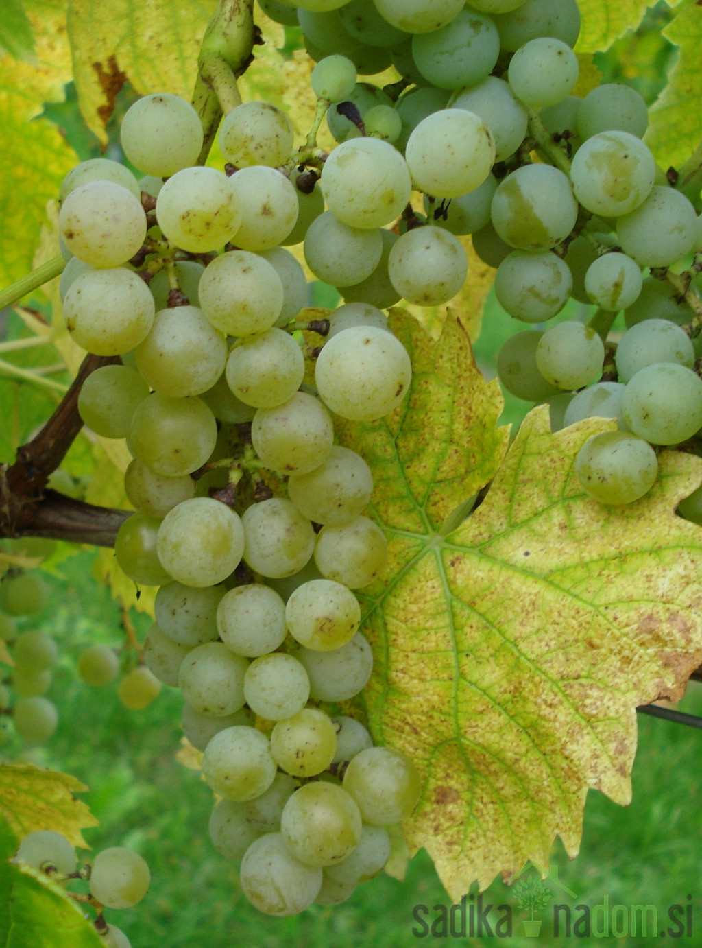 Vinova loza Muscaris