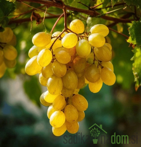 Vinova loza Regal / bez koštica