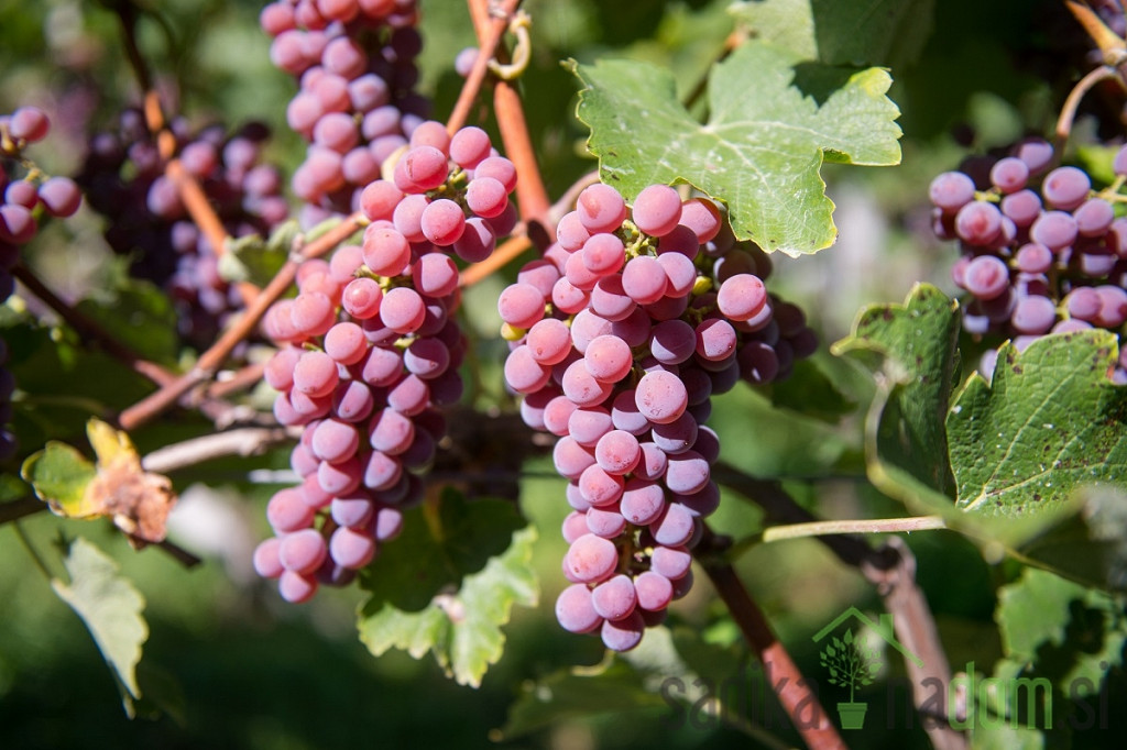 Vinova loza Sauvignier Gris