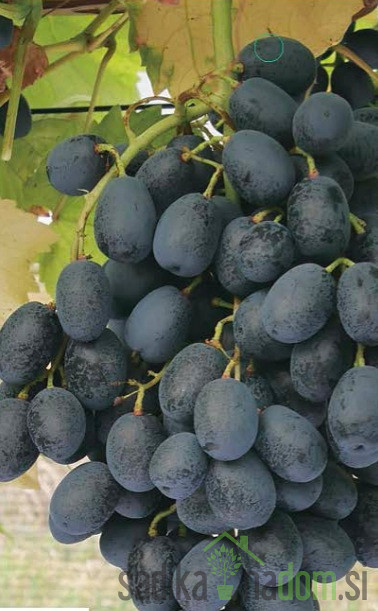 Vinova loza Stock Blue / bez sjemenki