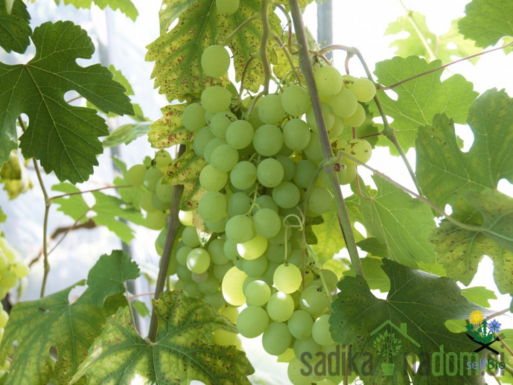 Vinova loza Talisman