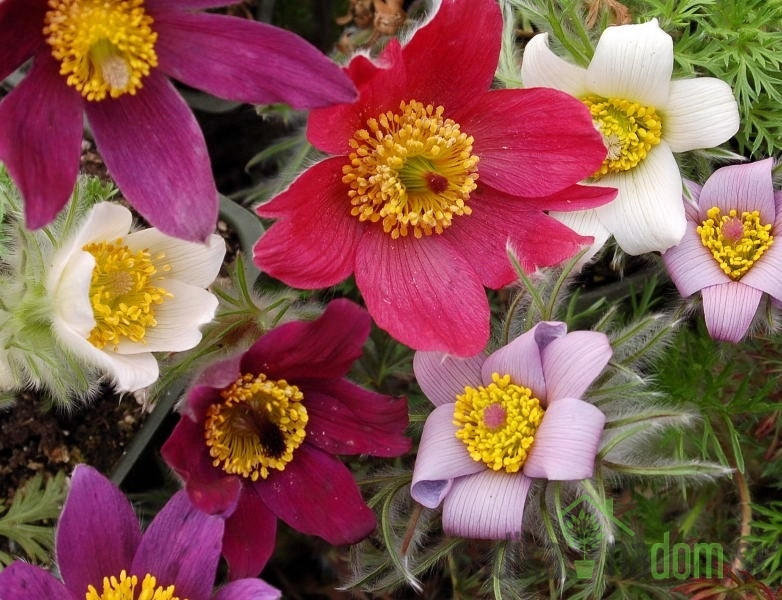 Obična sasa (Pulsatilla vulgaris) - mješavina boja
