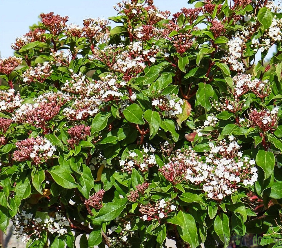 Lažni lovor (Viburnum Tinus Brogovit)