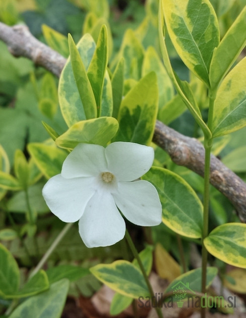 Obični zimzelen Alba Variegata (Vinca minor)