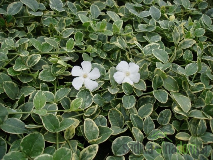  Obični zimzelen Evelyn (Vinca minor)