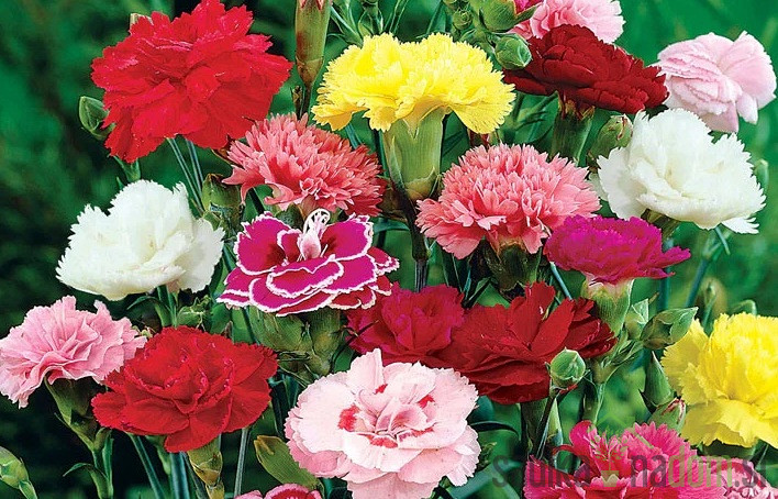 Vrtni karanfil (Dianthus caryophyllus)