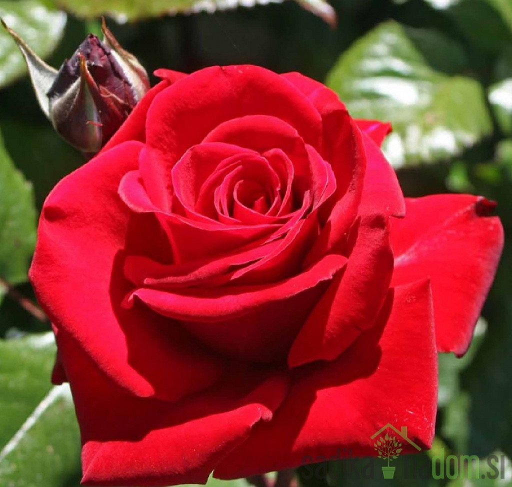 Ruža Ingrid Bergman