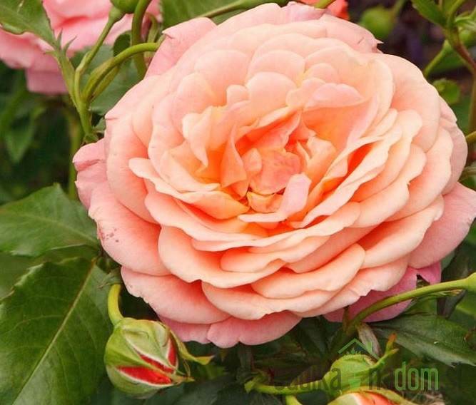 Ruža Kordes Peach Melba