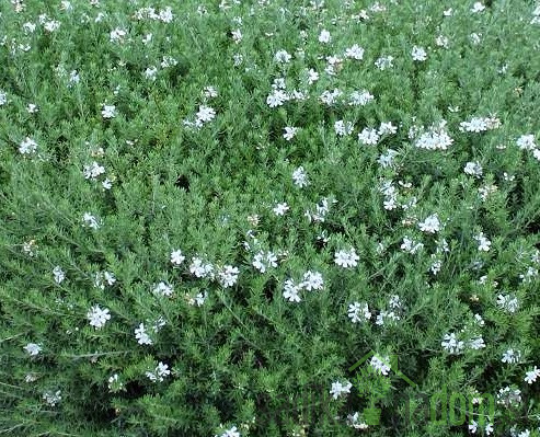 Ružmarinolisna vestringija (Westringia fructiosa)