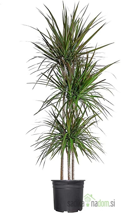 Obrubljeni zmajevac (Dracaena Marginata) - razgranato