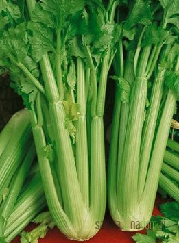 Aromatično bilje Celer listaš