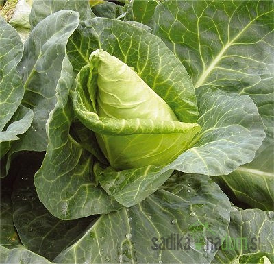 Kupus šiljati Cape Horn