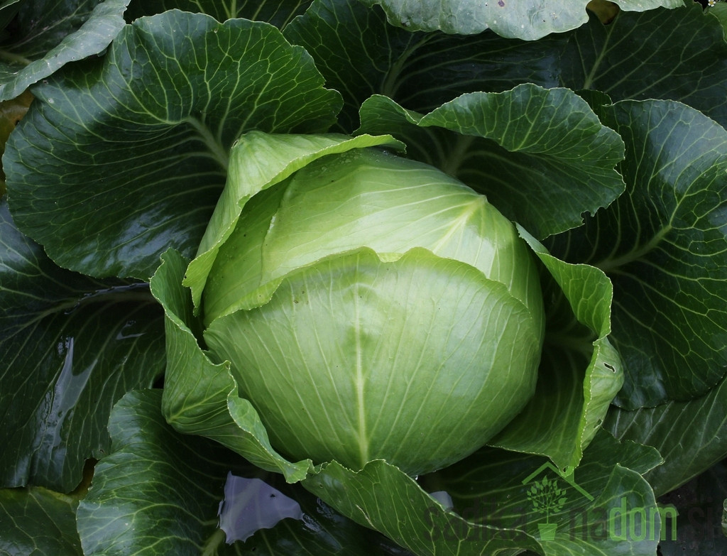 Sjeme Kupus Ljubljanski