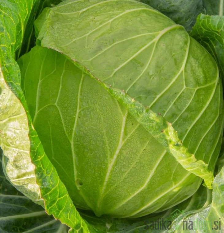 Sjeme kupus Mercado de Copenhague 2 A35