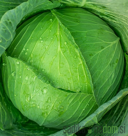 Sjeme kupus Nanoško A63