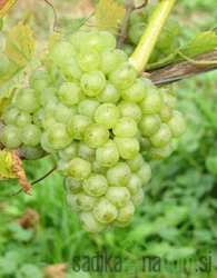 Loza Muškat ottonel