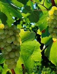 Loza Chardonnay