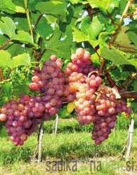 Loza Traminac mirisavi