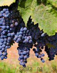 Loza Merlot