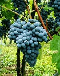 Loza Žametna črnina