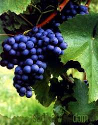 Loza Plava frankovka