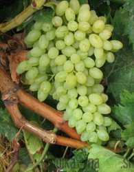 Loza Sultanina / bez koštica