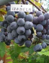 Loza Crna izabela