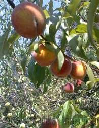 Breskva Vinogradarska