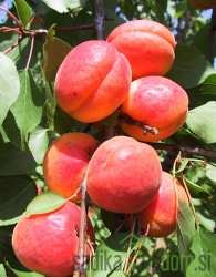 Kajsija Orange red