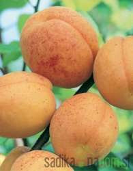 Marelica San castrese