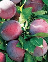 Šljiva Fortune (RINGLO)