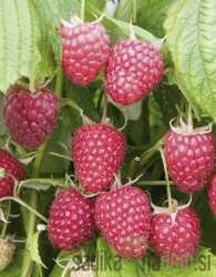 Malina Polka