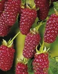Tayberry